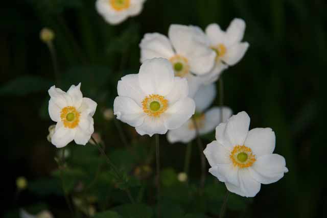 Anemone Hybrida 'honorine Jobert'