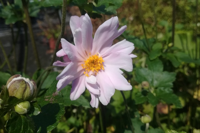 Anemone Hybrida 'monterosa'