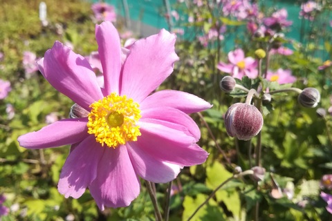 Anemone Hybrida 'serenade'