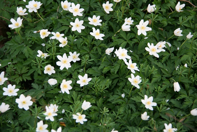 Anemone Nemorosa Autoctona