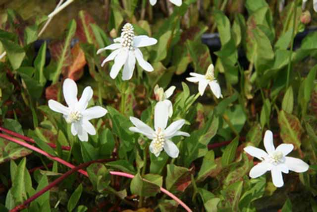 Anemopsis Californica