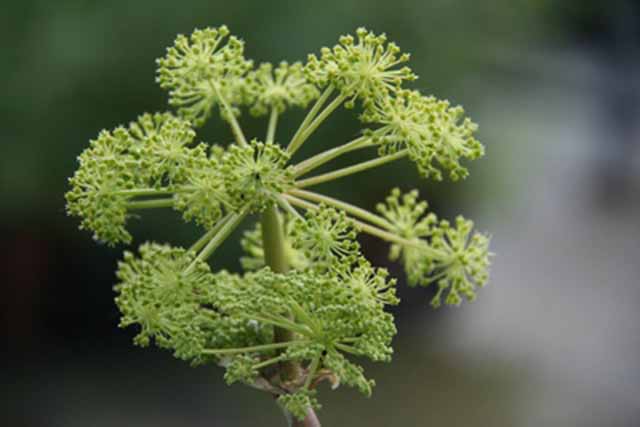 Angelica Archangelica (erba Degli Angeli)