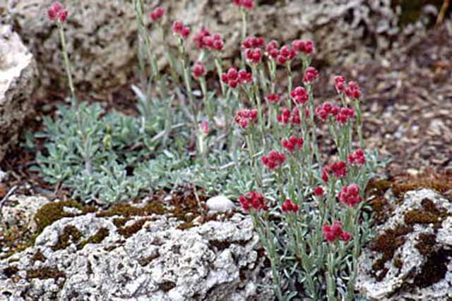 Antennaria Dioica 'rubra'