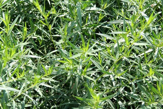 Artemisia Dracunculus (dragoncello Francese Estragone)