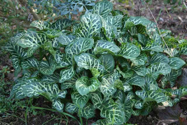 Arum Italicum