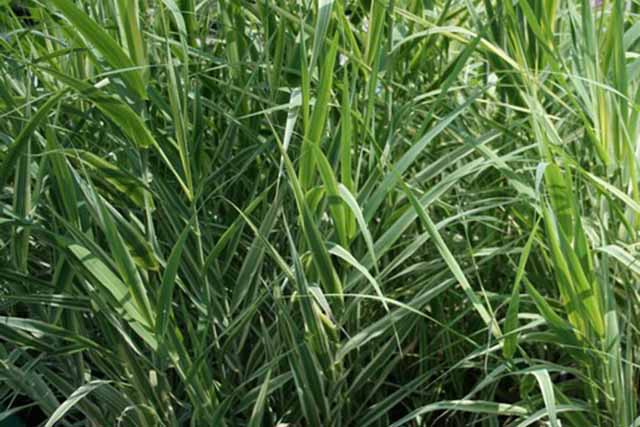 Arundo Donax 'variegatus'