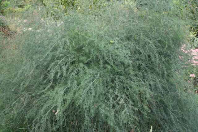 Asparagus Officinalis (asparago Selvatico)