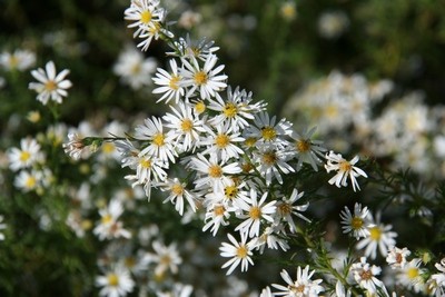 Aster Ericoides 'monte Cassino'