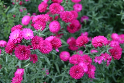 Aster Novi-belgii 'rubino'