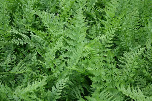 Athyrium Filix-femina (felce)