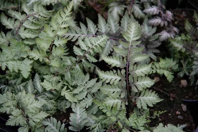 Athyrium Niponicum 'metallicum' (felce)