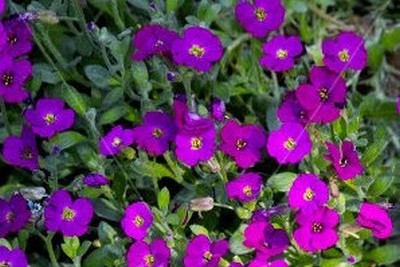 Aubrieta X Cultorum 'whitewell Gem'