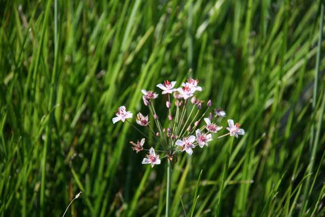 Butomus Umbellatus  (giunco Fiorito)