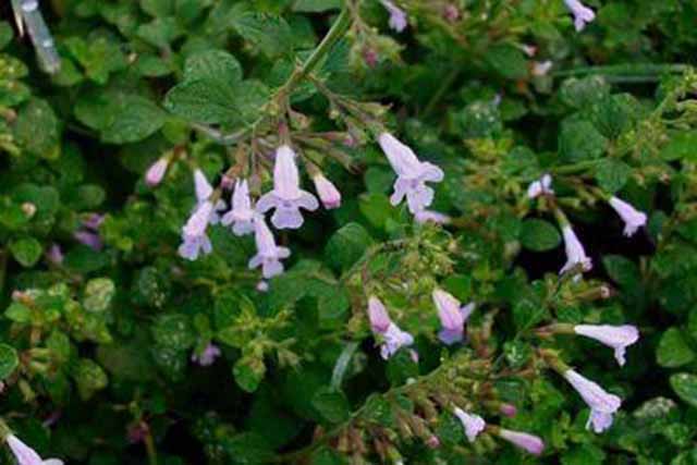 Calamintha Nepeta (mentuccia)