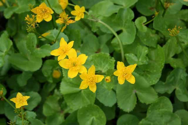 Caltha Palustris