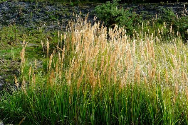 Calamagrostis Epigejos