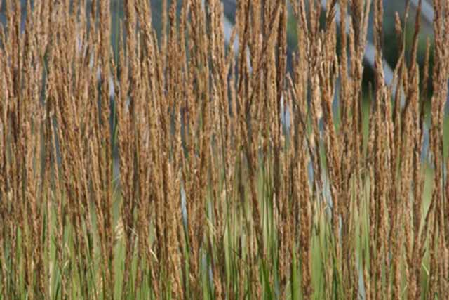 Calamagrostis X Acutiflora 'karl Foerster'