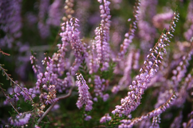 Calluna Vulgaris Autoctona