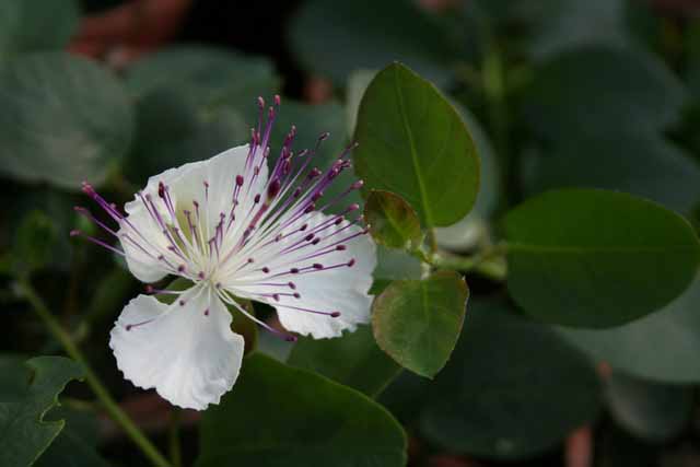 Capparis Spinosa 'inermis'