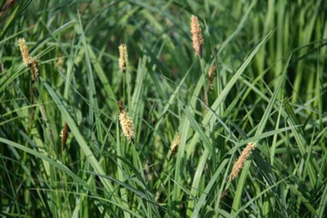 Carex Acutiformis