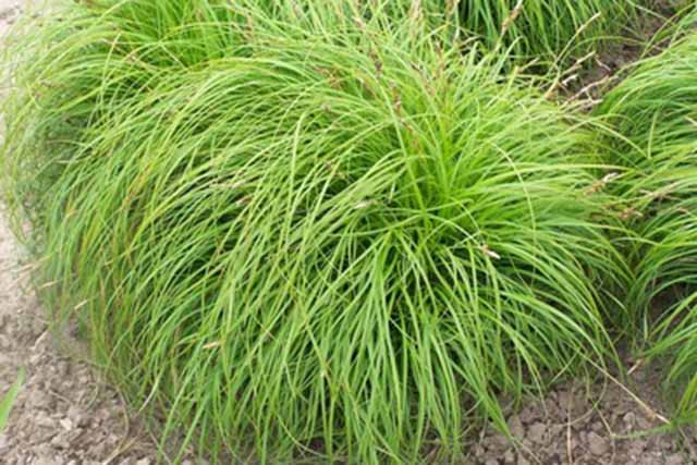 Carex Caryophyllea 'the Beatles'