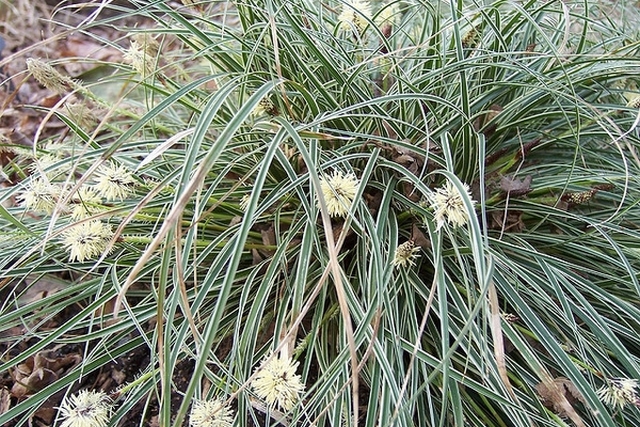 Carex Conica 'snow Line'