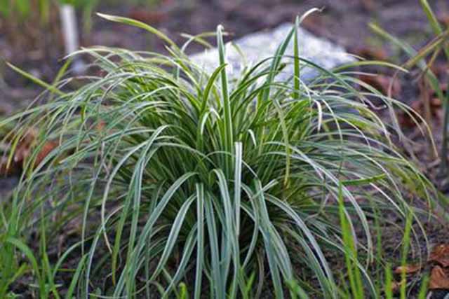 Carex Morrowii 'silver Sceptre'