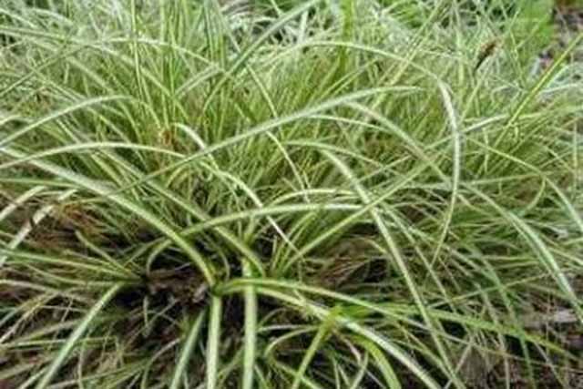 Carex Morrowii 'variegato'