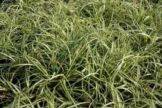 Carex Oshimensis 'evergold'