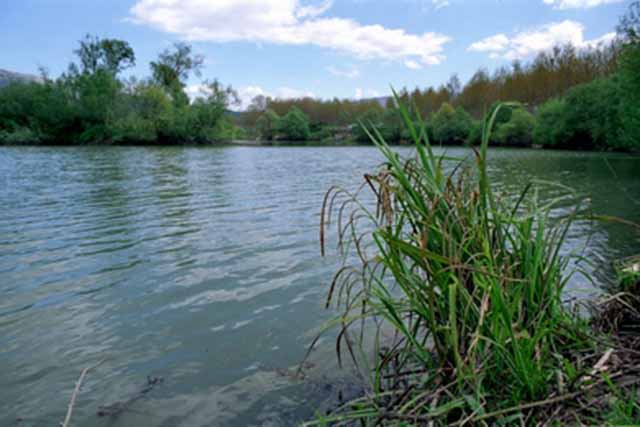 Carex Pendula