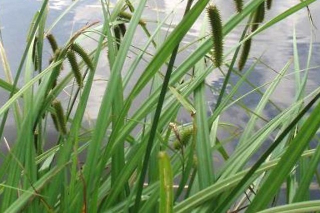 Carex Pseudocyperus