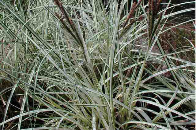 Carex Riparia 'variegata'