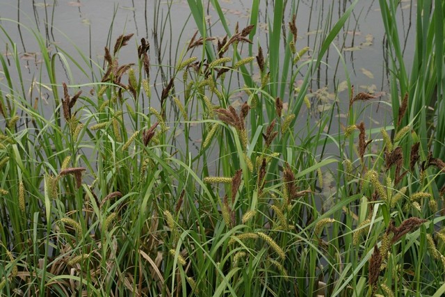 Carex Riparia