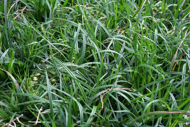 Carex Sylvatica Autoctona