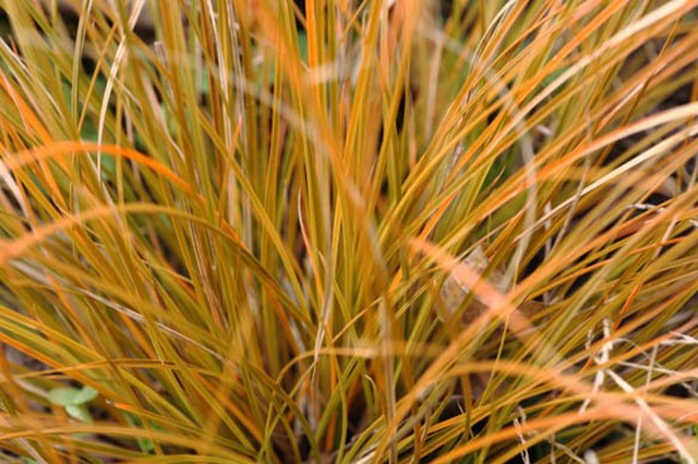 Carex Testacea 'prairie Fire'
