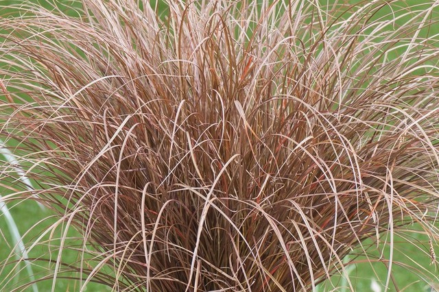 Carex Petriei 'milk Chocolate'