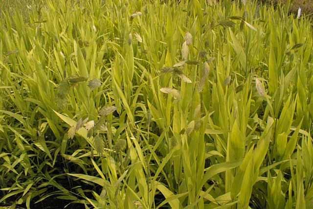 Chasmanthium Latifolium  (uniola)