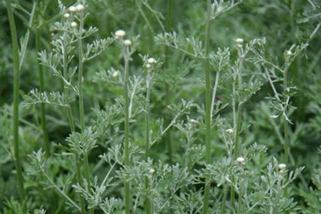Chrysanthemum Cinerariifolium (pyrethrum Tanacetum Cinerarifoluim Piretro)