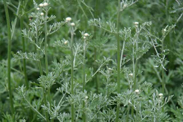 Chrysanthemum Cinerariifolium (pyrethrum Tanacetum  Cinerarifoluim Piretro)