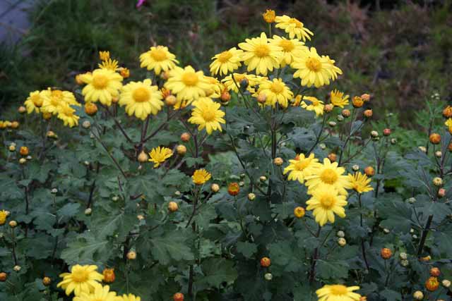 Chrysanthemum X Koreanum 'golden'