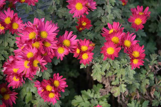 Chrysanthemum X Koreanum 'viola Porporato'