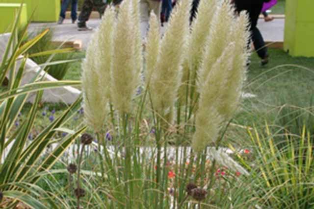 Cortaderia Selloana 'pumila'