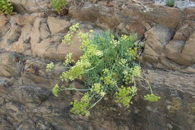 Crithmum Maritimum (finocchio Marino)