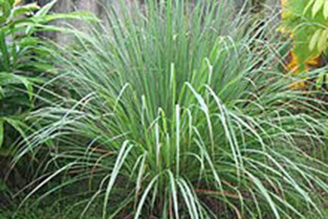 Cymbopogon Citratus (citronella - Lemongrass)