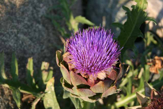 Cynara Scolymus  (carciofo)