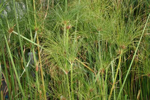 Cyperus Papirus (papiro Egiziano)