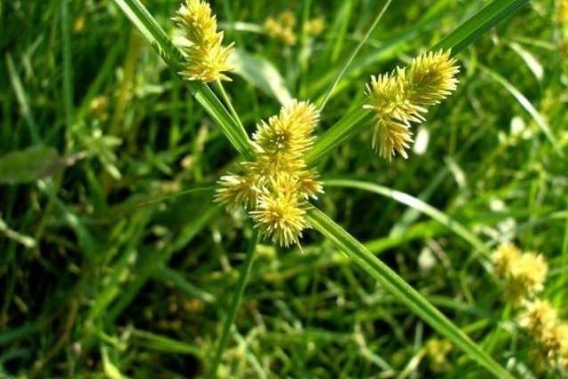 Cyperus Glaber