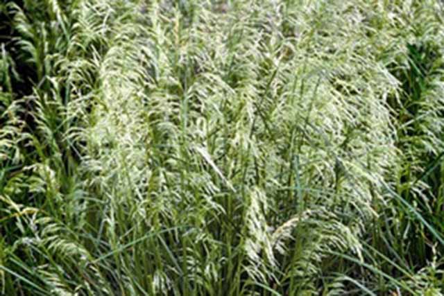 Deschampsia Caespitosa 'pixe Fountain'