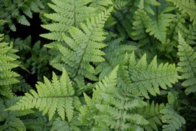 Dryopteris Affinis  (felce)