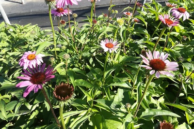 Echinacea Purpurea 'baby Swan Pink'